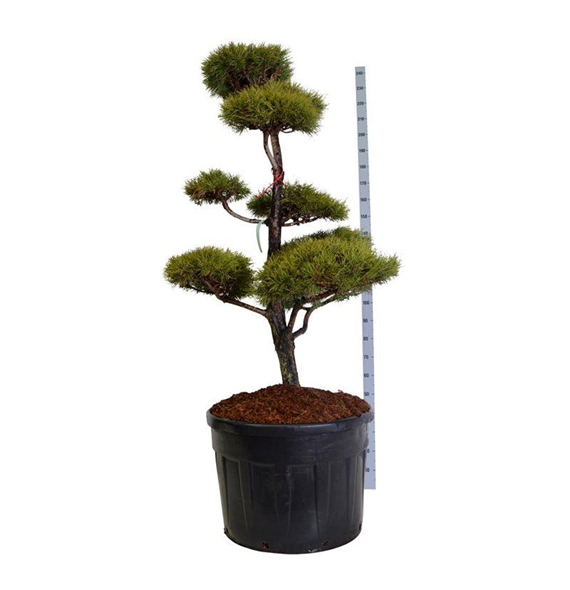 Bor(Pinus) sylvestris F00007517