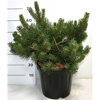 Bor(Pinus) sylvestris 'Albyns' F00006173