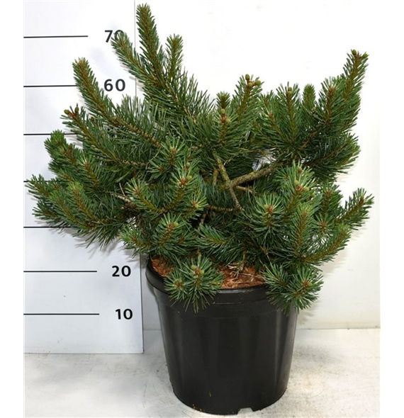 Bor(Pinus) sylvestris 'Albyns' F00006173