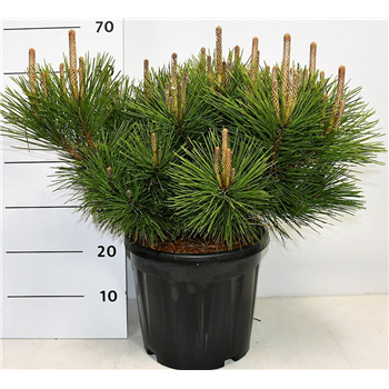 Bor(Pinus) thunbergii Sayonara F00004182