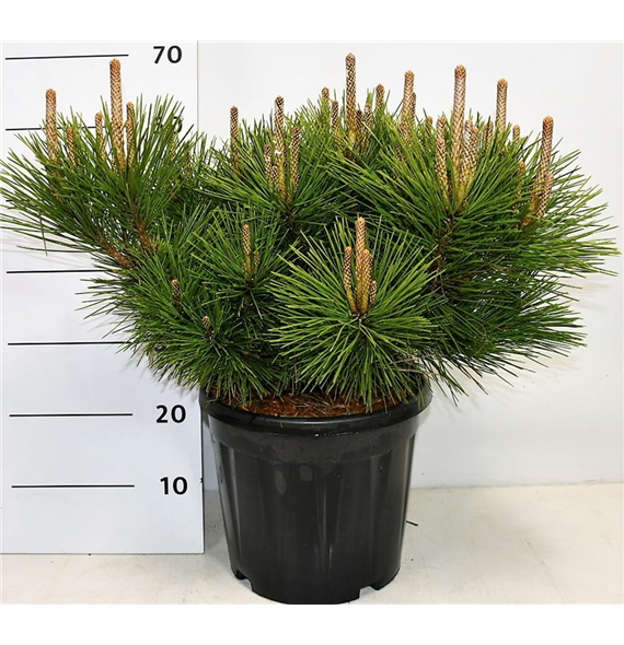 Bor(Pinus) thunbergii Sayonara F00004182