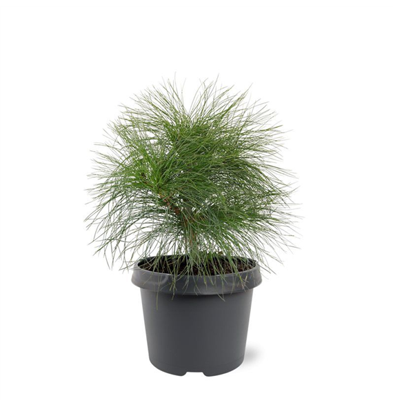 Bor(Pinus) wallichiana F00008189