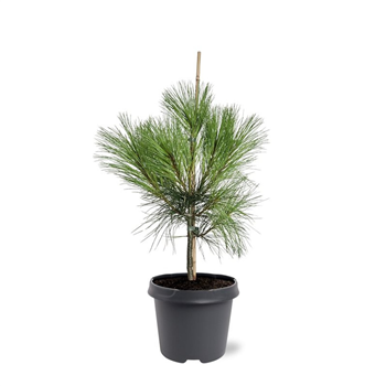 Bor(Pinus) wallichiana F00007998