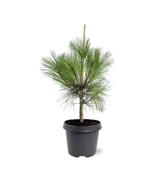 Bor(Pinus) wallichiana F00007998