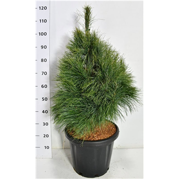 Bor(Pinus) wallichiana F00006566