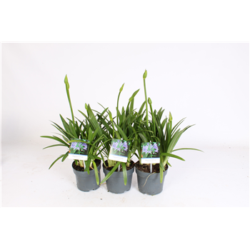 Agapanthus 'Charlotte' 2-5 knop F00004889