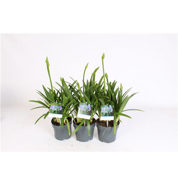 Agapanthus 'Charlotte' 2-5 knop F00004889