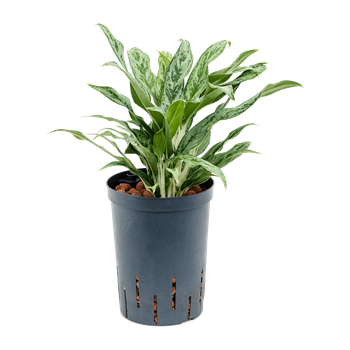 Aglaonema 'Greyhound' 1AGGRBP15