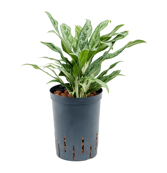 Aglaonema 'Greyhound' 1AGGRBP15