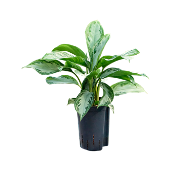 Aglaonema 'Silver Bay' 1AGSBBP10