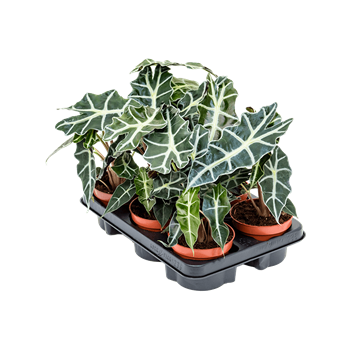 Alokazija 'Polly' 6/tray 4ALPOBP05