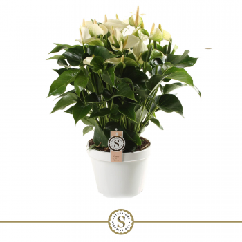 Anthurium 'White Champion' F00000212