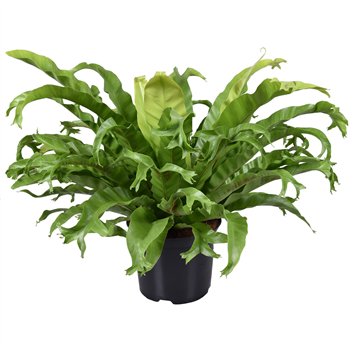 Asplenium nidus 'Crissie' F00002924