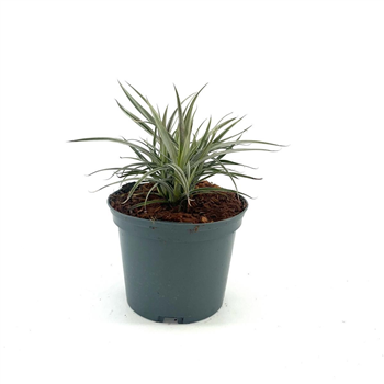 Astelia nervosa 'Westland' F00008419