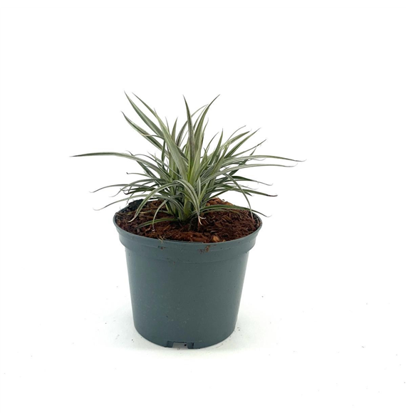 Astelia nervosa 'Westland' F00008419