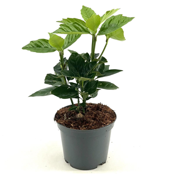 Aucuba japonica 'Rozannie' F00008432