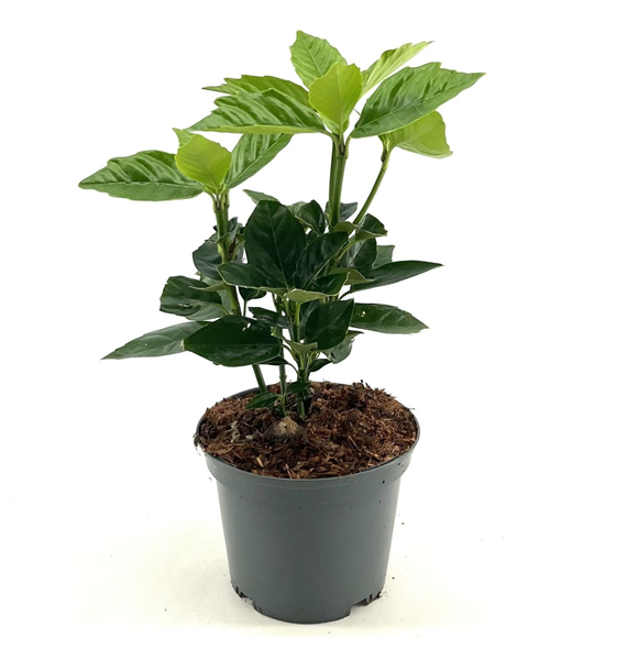 Aucuba japonica 'Rozannie' F00008432