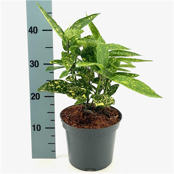 Aucuba japonica 'Variegata' F00008371