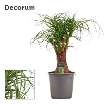 Nolina Beaucarnea F00000583