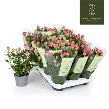 Vrtnica kordana carousel Kordana Carousel (Wit Licht Roze)6 fl 27cm 10.5cm Q1285