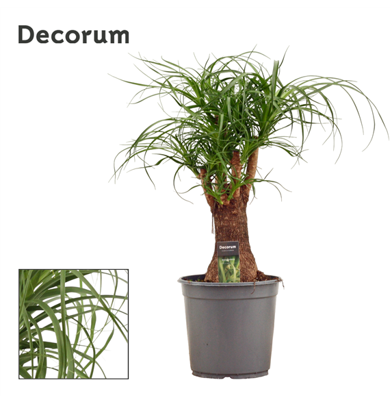 Nolina Beaucarnea F00000583