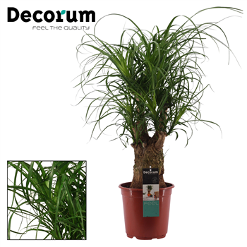 Nolina Beaucarnea recurvata F00000580