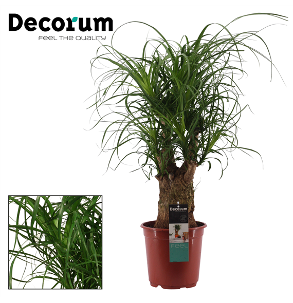 Nolina Beaucarnea recurvata F00000580
