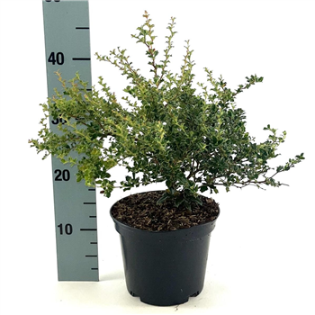 Berberis darwinii 'Compacta' F00008451