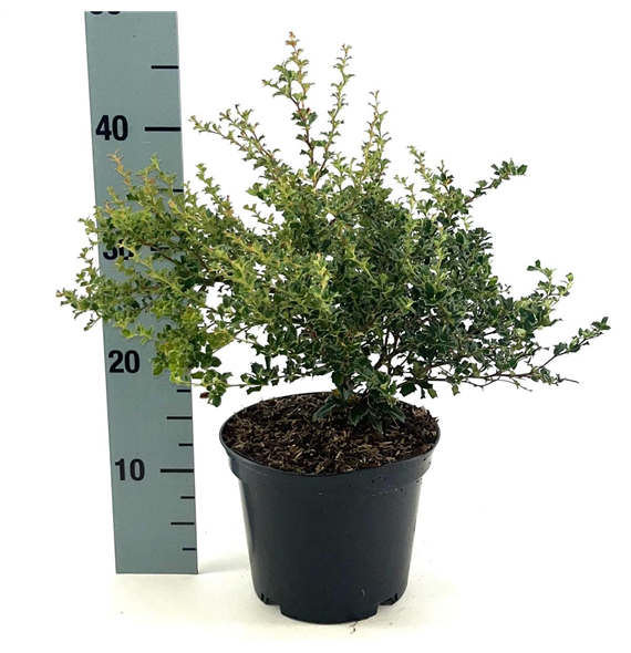 Berberis darwinii 'Compacta' F00008451