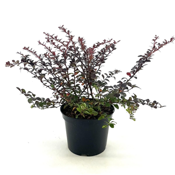 Berberis thunbergii 'Dart's Red Lady' F00008452