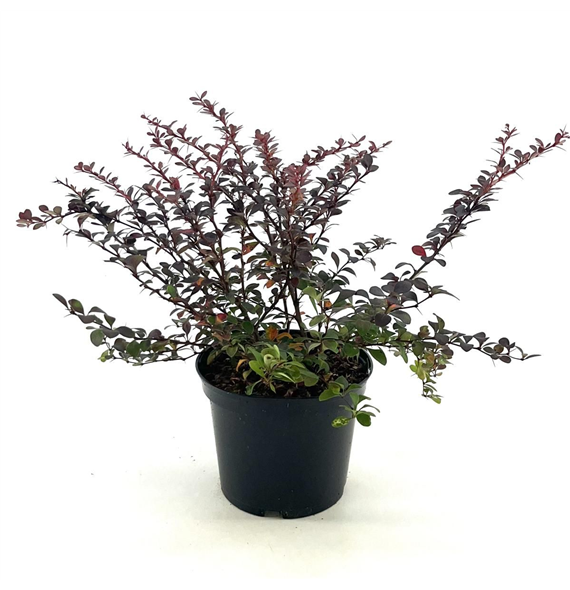Berberis thunbergii 'Dart's Red Lady' F00008452