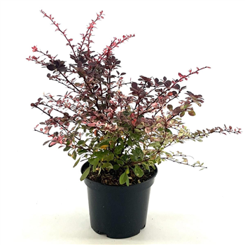 Berberis thunbergii 'Harlequin' F00008433