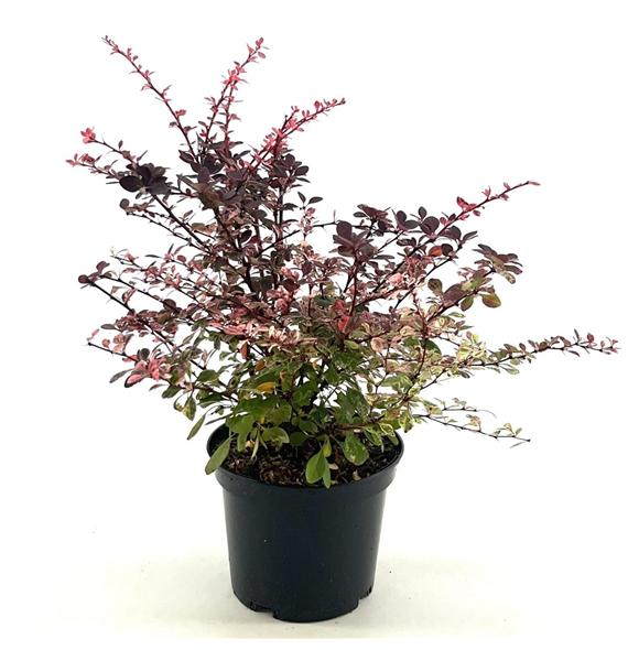 Berberis thunbergii 'Harlequin' F00008433