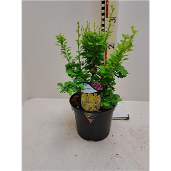 Berberis thunbergii 'Maria' F00008388