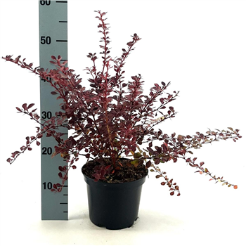 Berberis thunbergii 'Rose Glow' F00008434