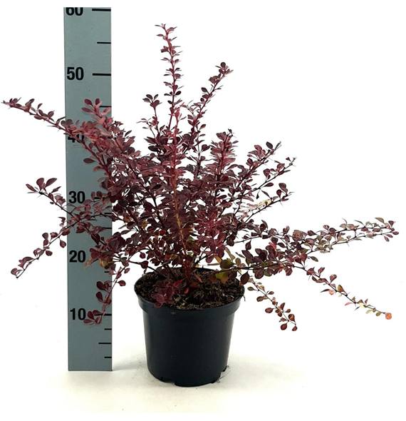 Berberis thunbergii 'Rose Glow' F00008434