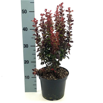 Berberis thunbergii 'Red Tower' F00008435