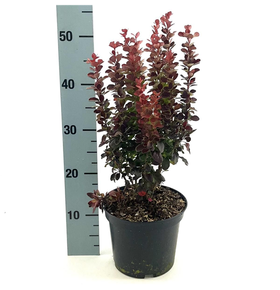 Berberis thunbergii 'Red Tower' F00008435