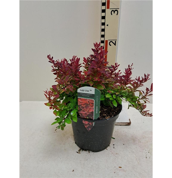 Berberis thunbergii 'Ruby Star' F00008290
