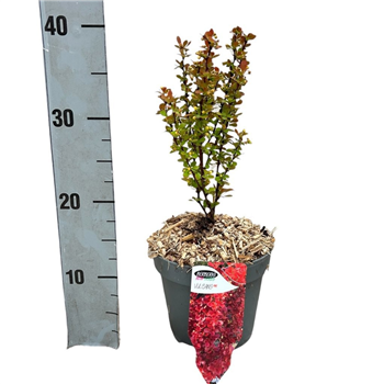 Berberis thunbergii 'Vulcano' F00008474