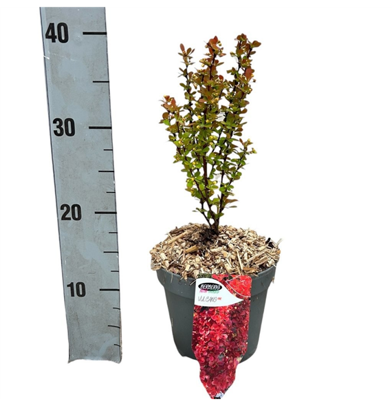 Berberis thunbergii 'Vulcano' F00008474