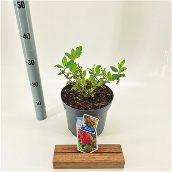 Buddleja davidii 'Butterfly Candy Little Ruby' F00005766