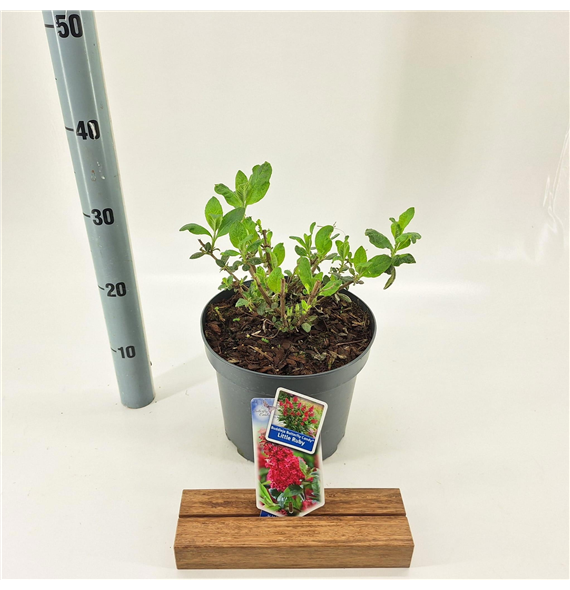 Buddleja davidii 'Butterfly Candy Little Ruby' F00005766