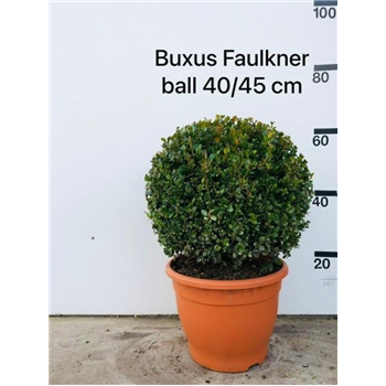 Buxus microphylla 'Faulkner' F00006796