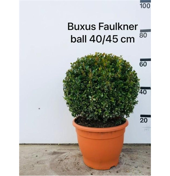 Buxus microphylla 'Faulkner' F00006796