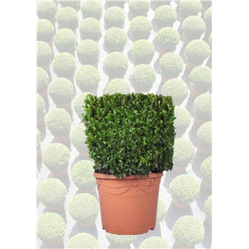 Buxus sempervirens F00006803
