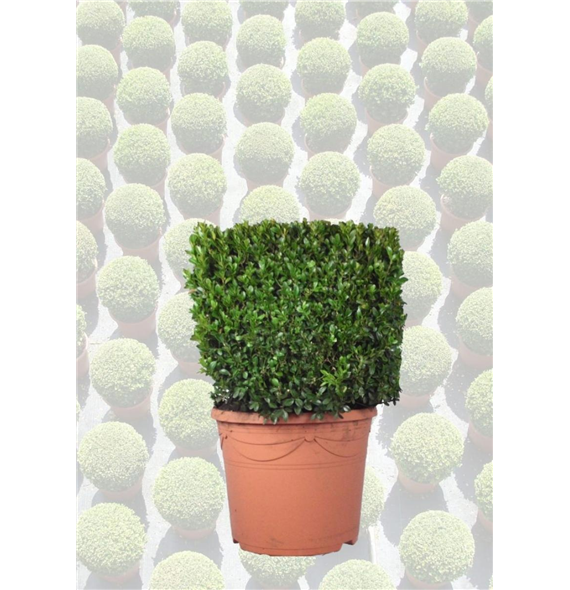 Buxus sempervirens F00006803