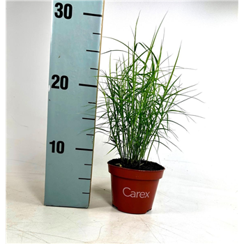 Carex muskingumensis 'Little Midge' F00008110