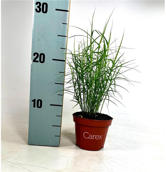 Carex muskingumensis 'Little Midge' F00008110