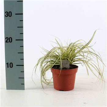 Carex oshimensis 'Evergold' F00008185